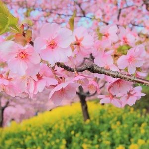 Meet your Posher, Noelle